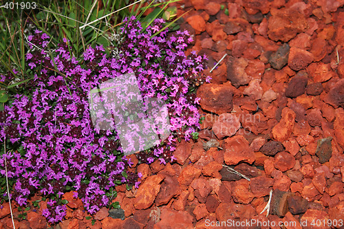 Image of lava flowers