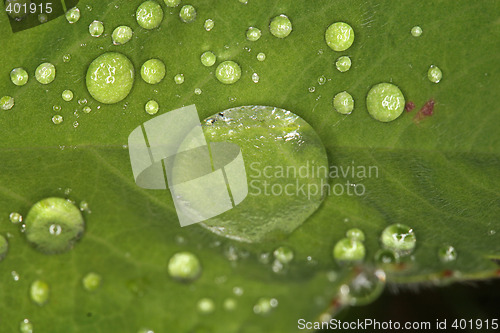 Image of leaf drops