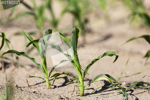 Image of green corn. Spring