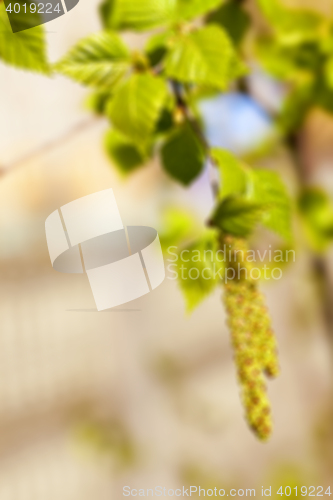 Image of birch trees in spring