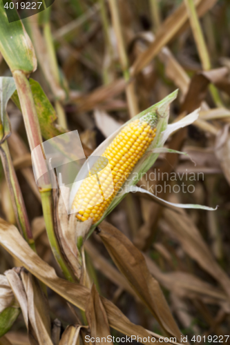 Image of mature corn crop