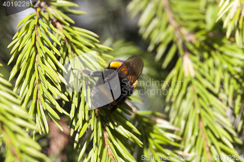 Image of green fir tree close-up