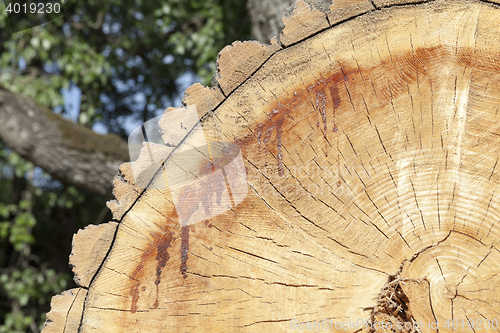 Image of tree harvesting, close-up