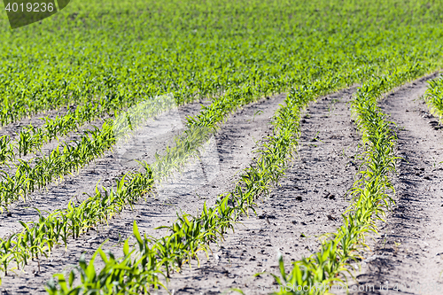 Image of Field of green corn