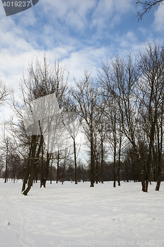 Image of Birch tree in winter