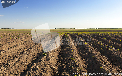 Image of grow potatoes. furrow