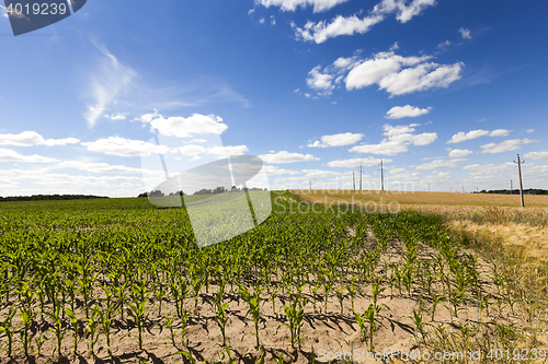 Image of Corn field, summer