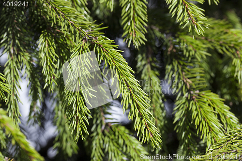 Image of green fir tree close-up