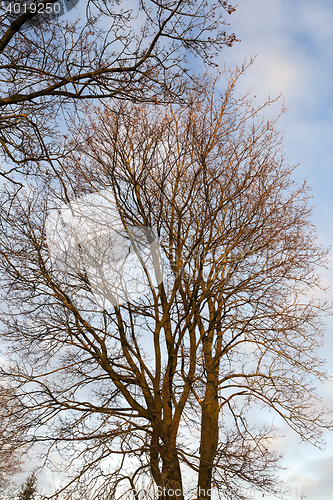 Image of trees in the park at sunset