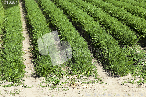 Image of green carrot field