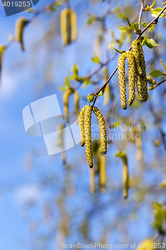 Image of birch trees in spring