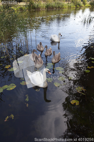 Image of Swans family pond