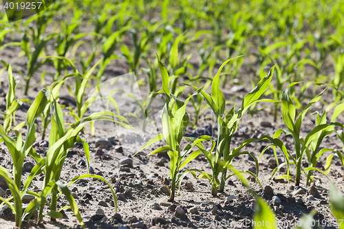 Image of Corn field, summer