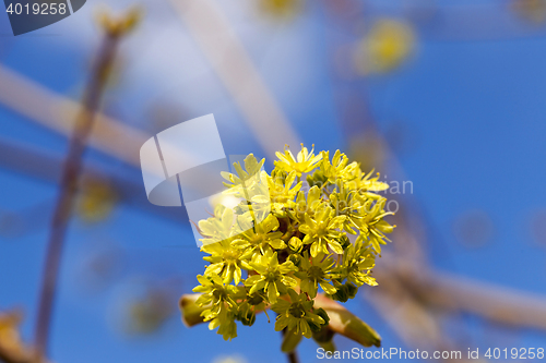 Image of trees in the spring