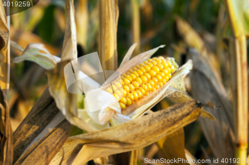 Image of mature corn crop
