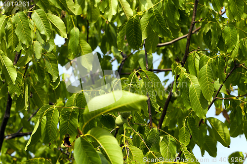Image of unripe green walnuts