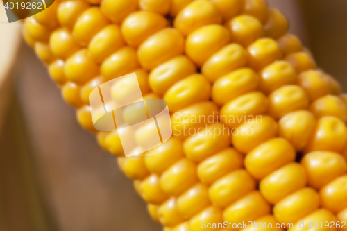 Image of mature corn crop