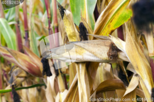 Image of mature corn crop