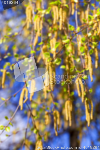 Image of birch trees in spring