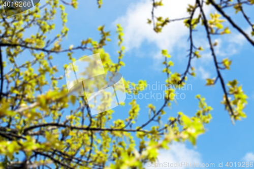 Image of flowering maple, close up