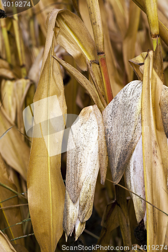 Image of mature corn crop