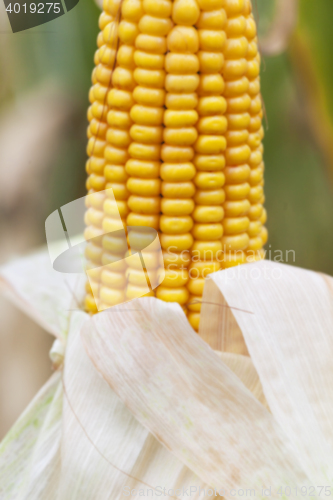 Image of field with mature corn