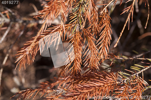 Image of dried spruce, close-up