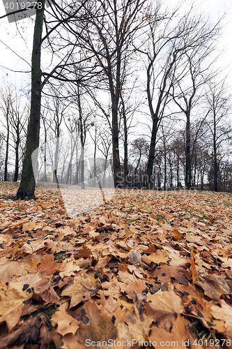 Image of Autumn Park, overcast