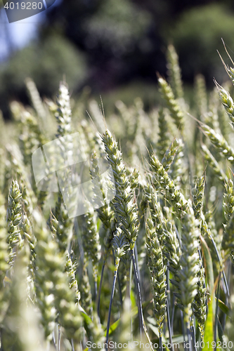 Image of green cereals, close-up