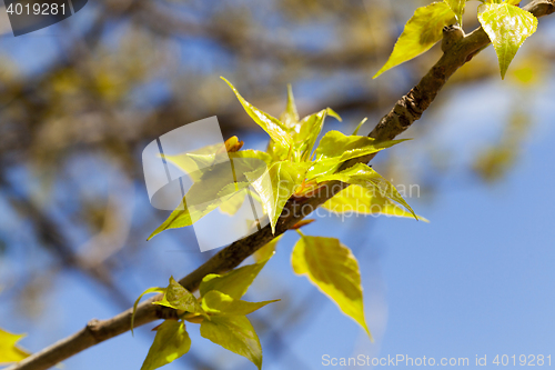 Image of linden trees in the spring