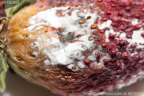 Image of Strawberry with mold