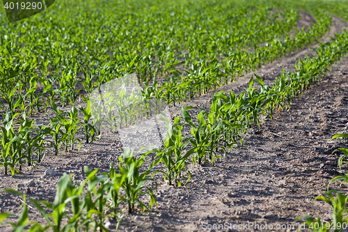 Image of Corn field, summer