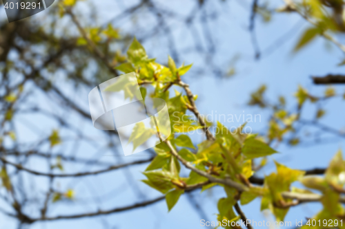 Image of trees in the spring