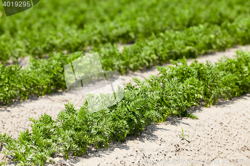 Image of Field with carrot