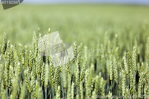 Image of green cereals, close-up