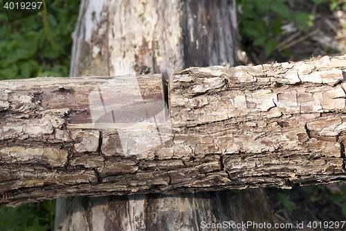 Image of cut on a log