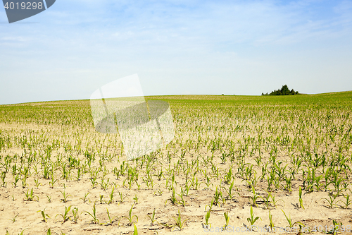 Image of Corn field, summer time