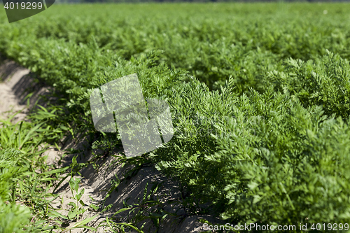 Image of green carrot field