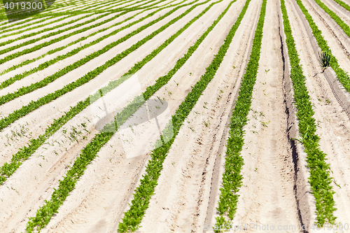 Image of Field with carrot