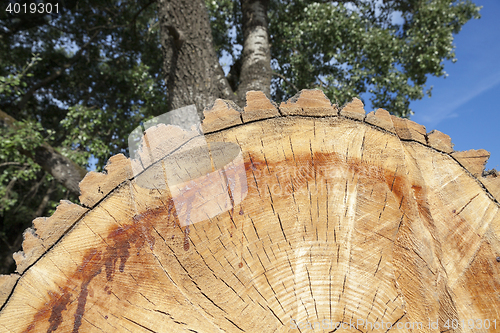 Image of tree harvesting, close-up