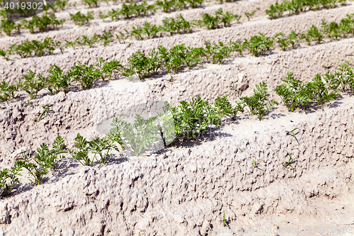 Image of Field with carrot