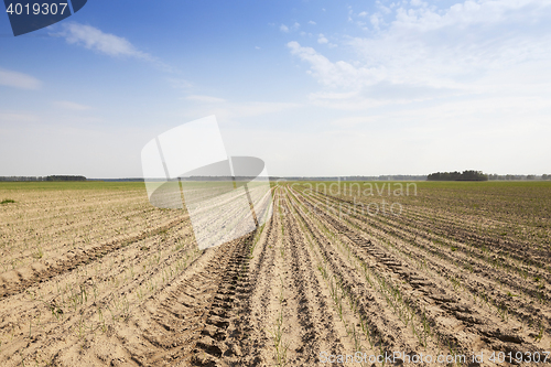 Image of sprouts green onions