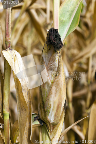 Image of field with mature corn