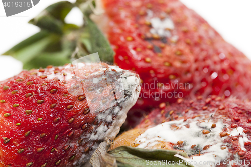 Image of Strawberry with mold