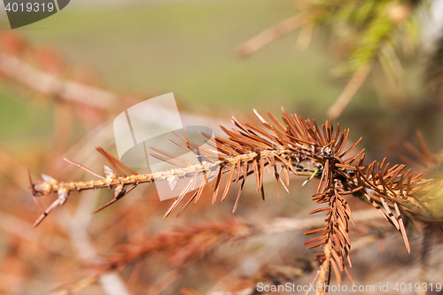 Image of dried spruce, close-up