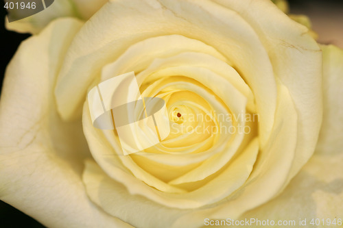 Image of white rose