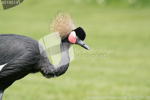 Image of Black Crowned Crane (Balearica pavonina)