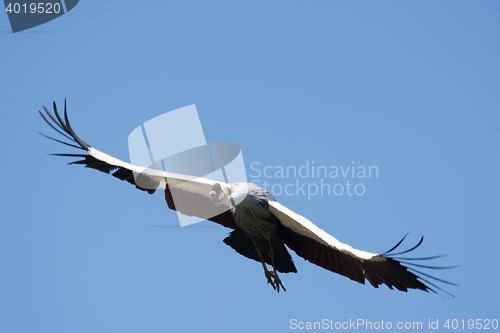 Image of Black Crowned Crane (Balearica pavonina)