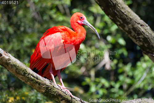 Image of Scarlet Ibis (Eudocimus ruber)