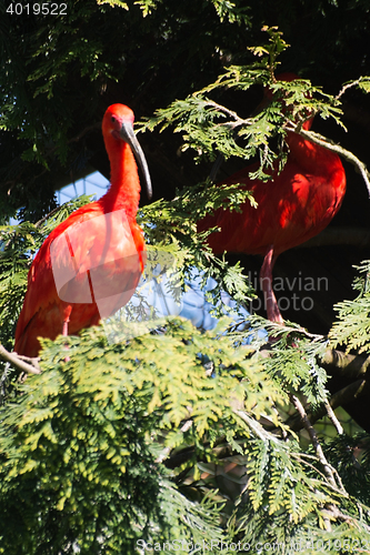 Image of Scarlet Ibis (Eudocimus ruber)